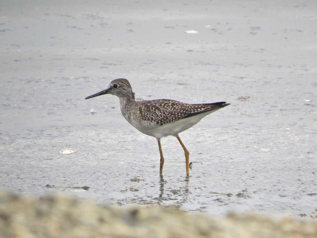 Lesser Yellowlegs - Marjorie Watson