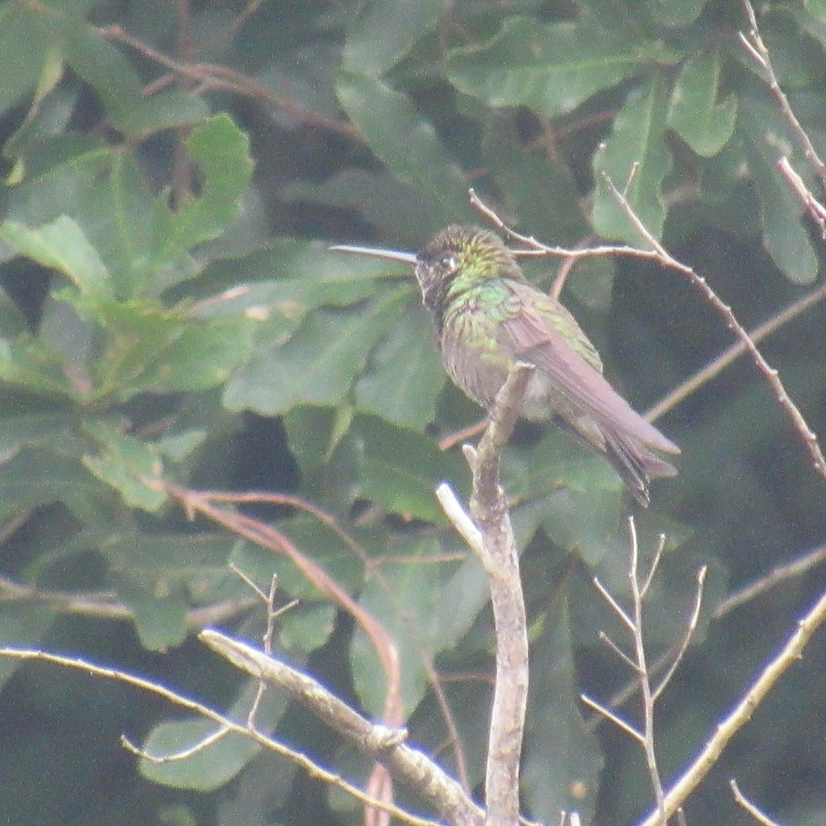 Rivoli's Hummingbird - ML114139481