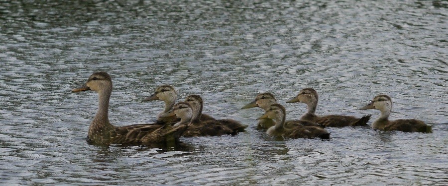 Mottled Duck - ML114139581