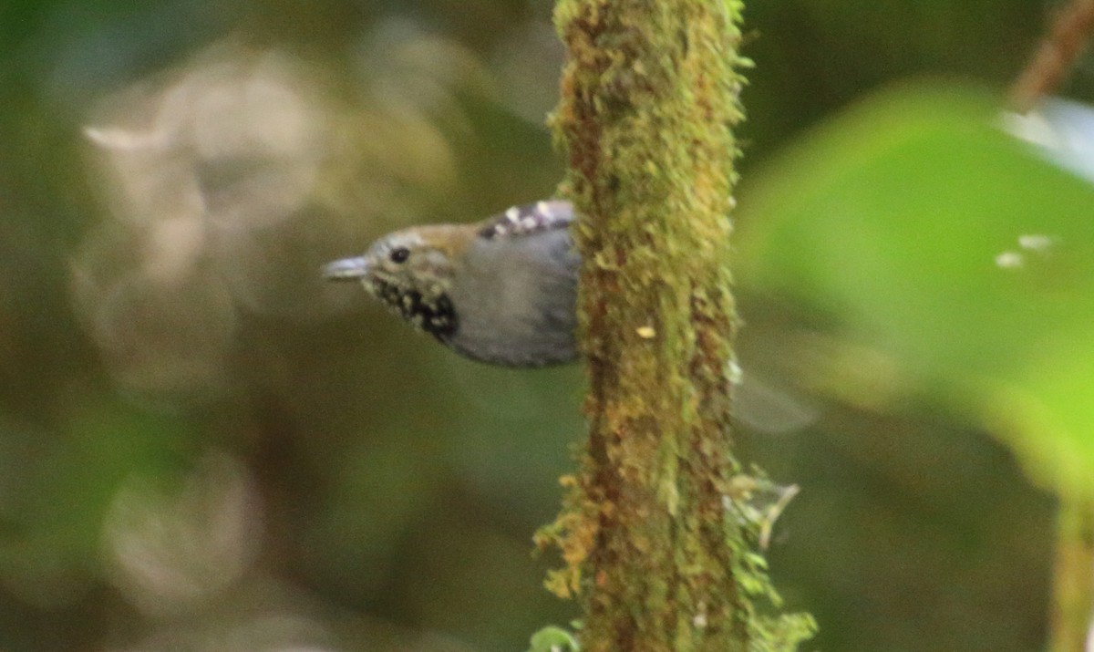 Star-throated Antwren - Rick Folkening