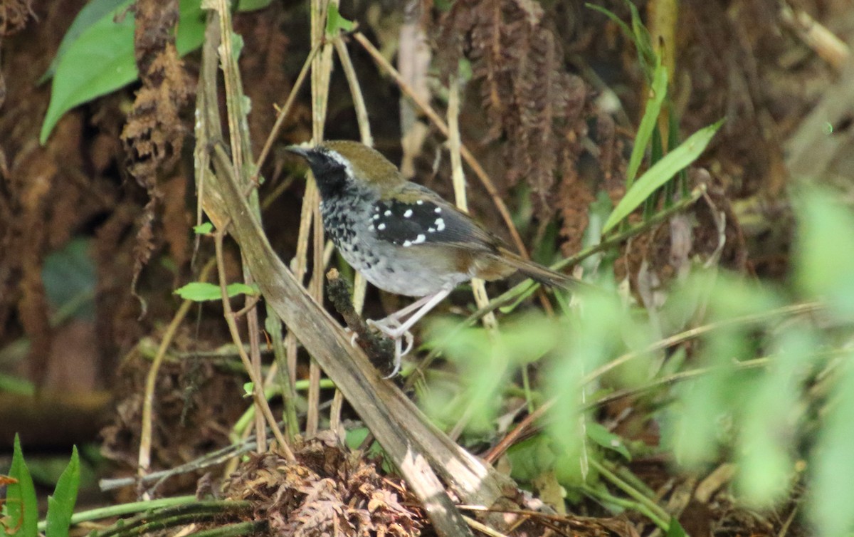 Squamate Antbird - ML114142051