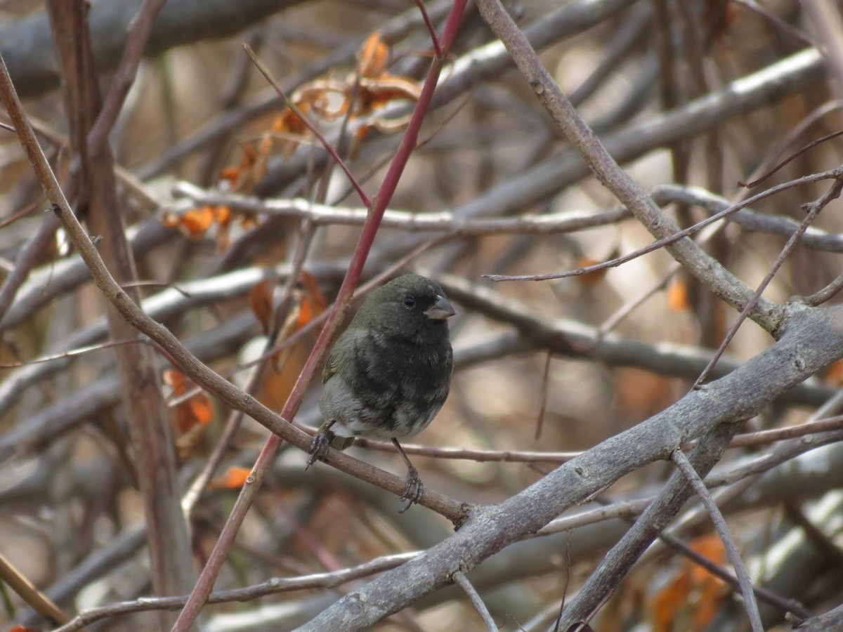 Black-faced Grassquit - Nancy & Bill LaFramboise