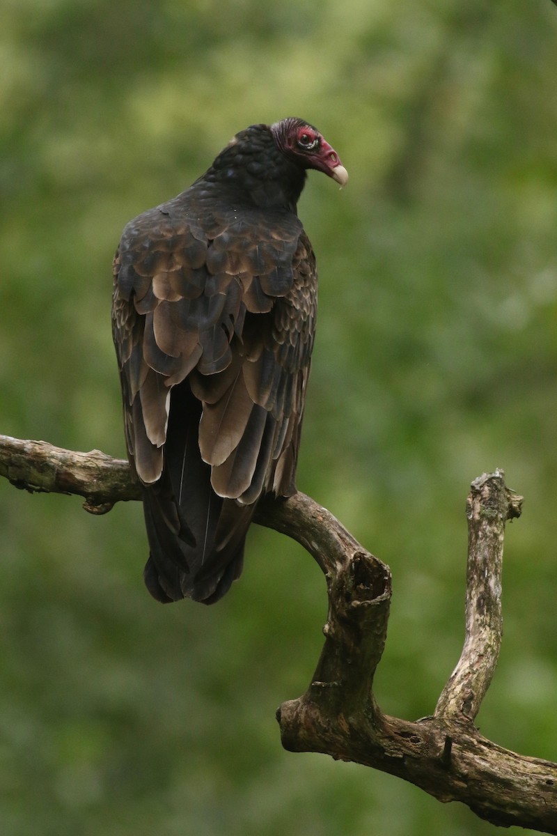 Turkey Vulture - ML114146491