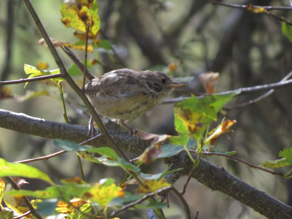 House Wren - ML114147091