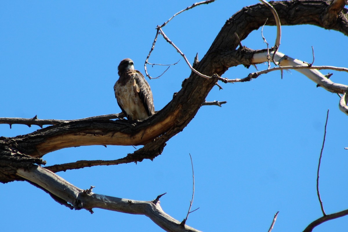 Swainson's Hawk - ML114147131