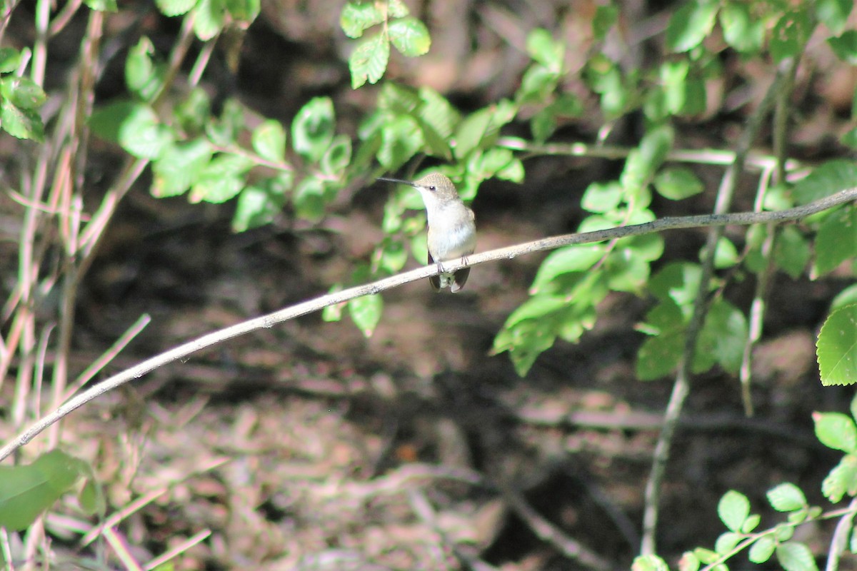 Black-chinned Hummingbird - ML114147191