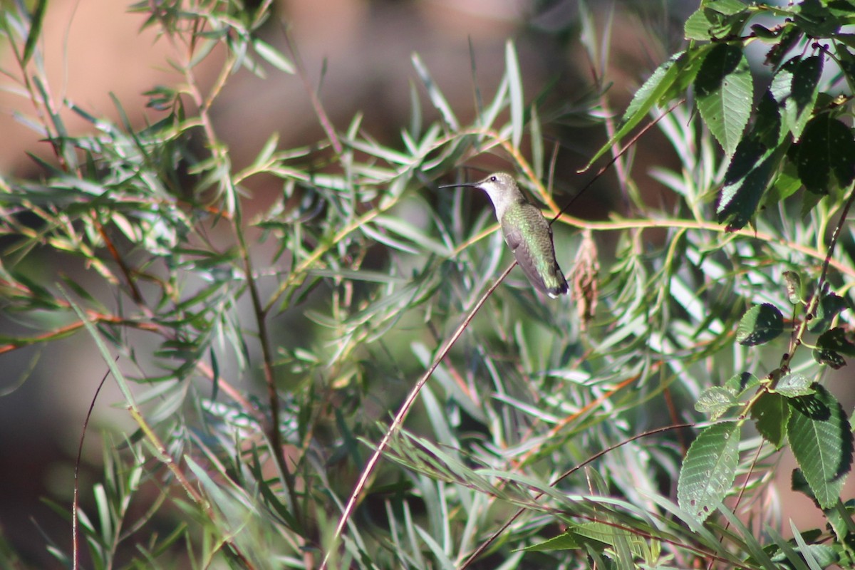 Black-chinned Hummingbird - ML114147201