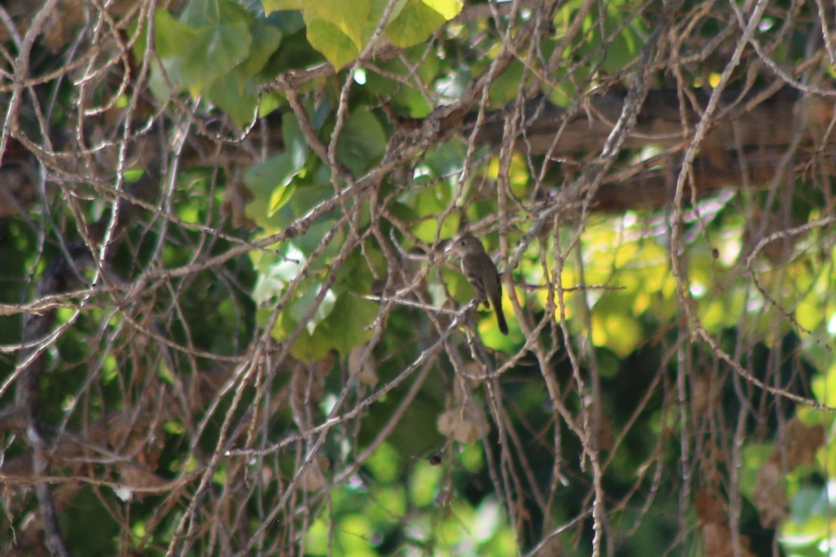 Dusky Flycatcher - ML114147901