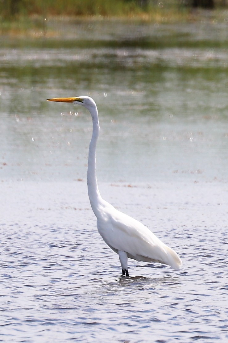 Great Egret (American) - Mary Harrell