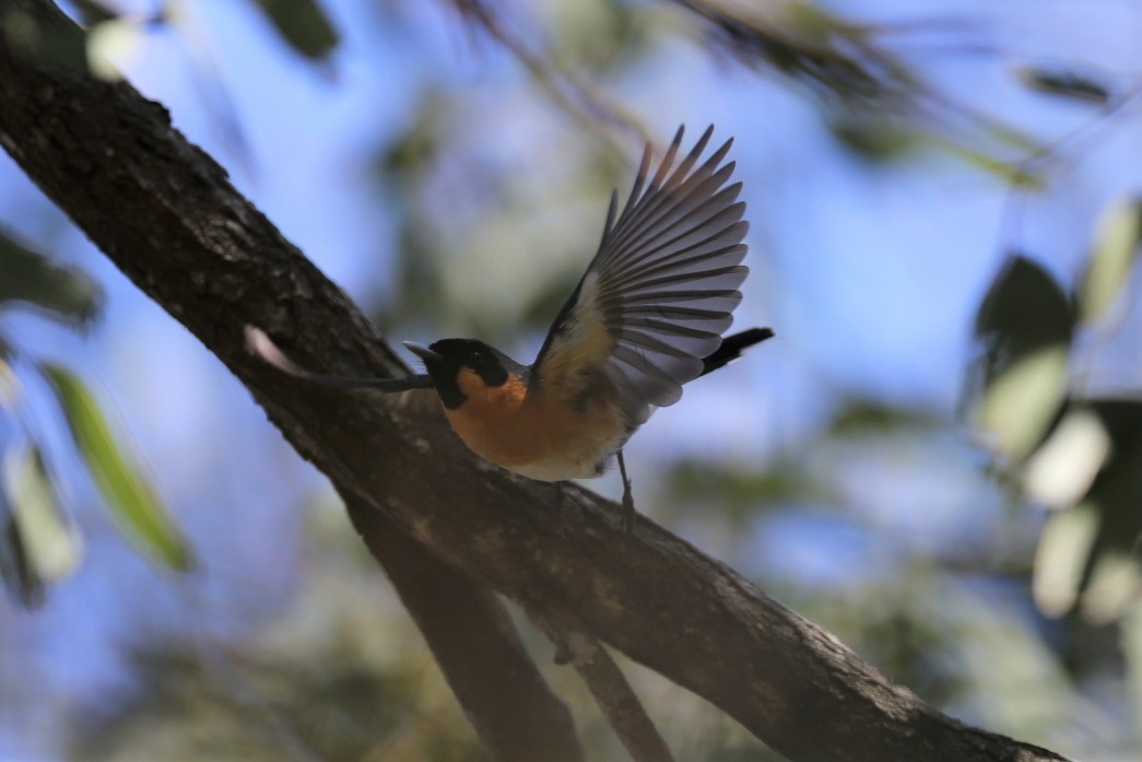 Spectacled Monarch - Mike Bennett