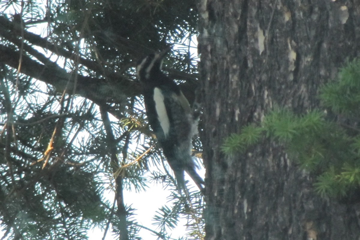 Williamson's Sapsucker - Lewis Barnett