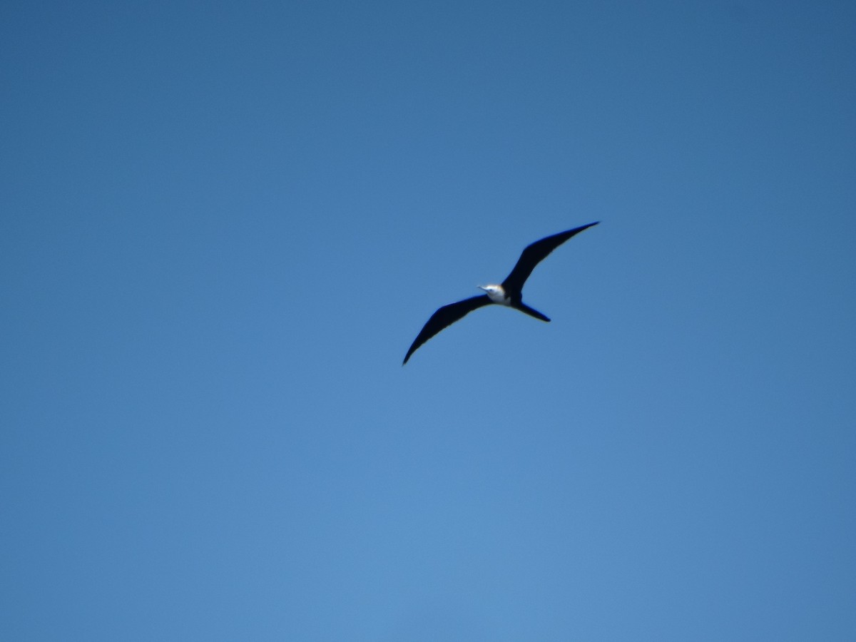 Magnificent Frigatebird - Marie Asscherick