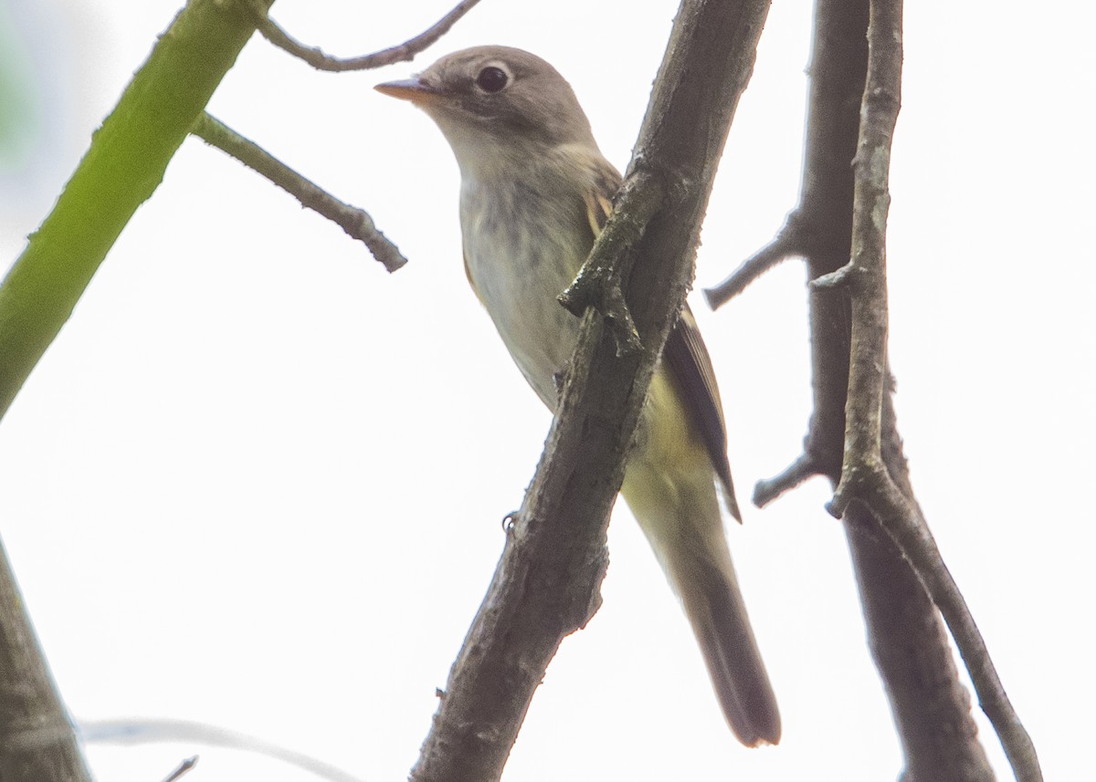 Willow Flycatcher - ML114151721