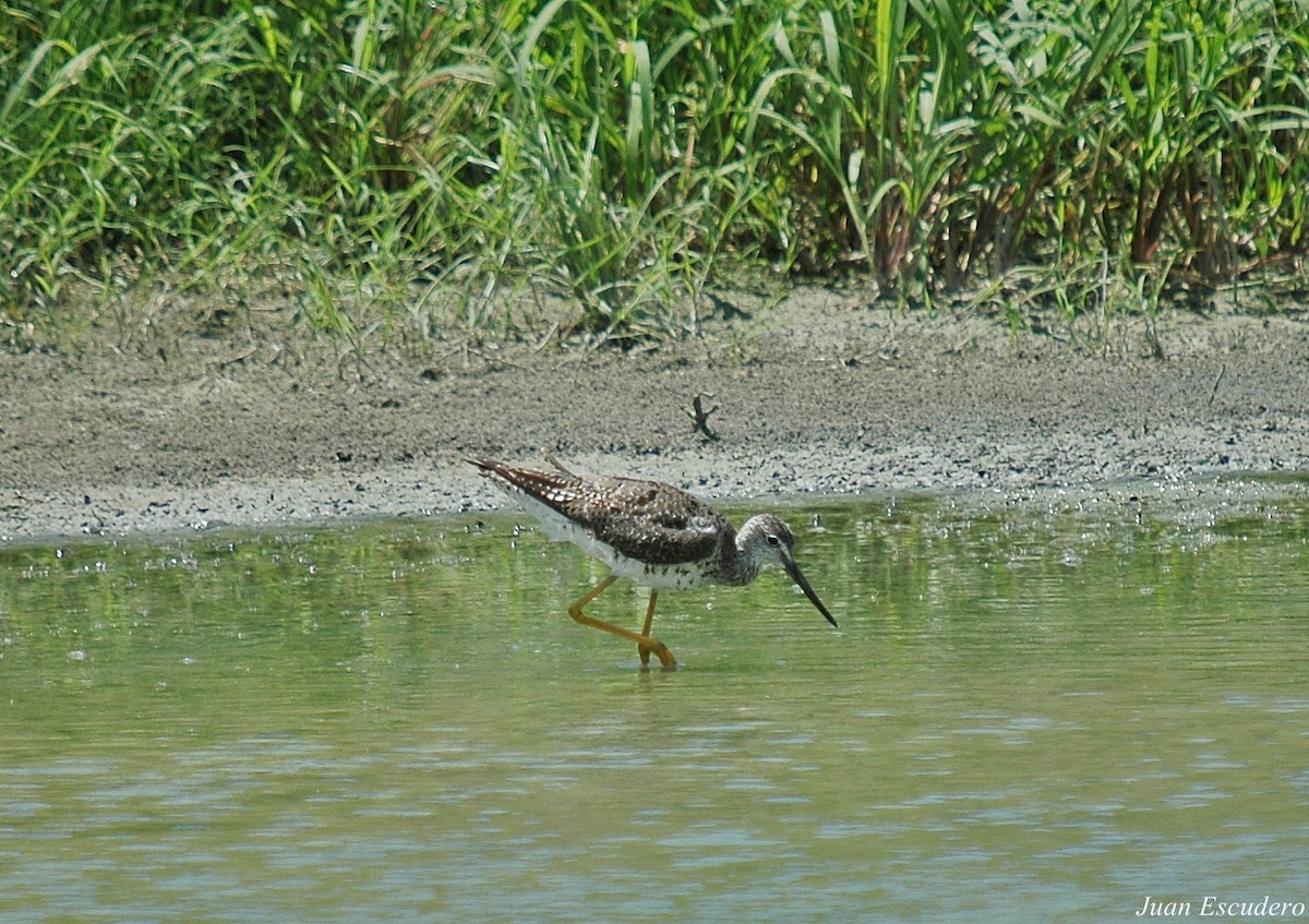 Greater Yellowlegs - ML114151891