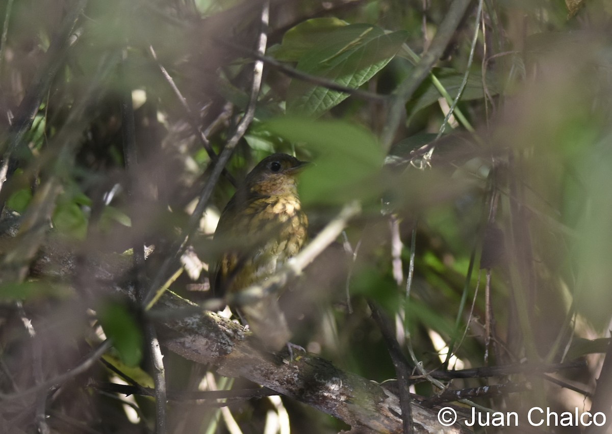 Amazonian Antpitta - ML114152431