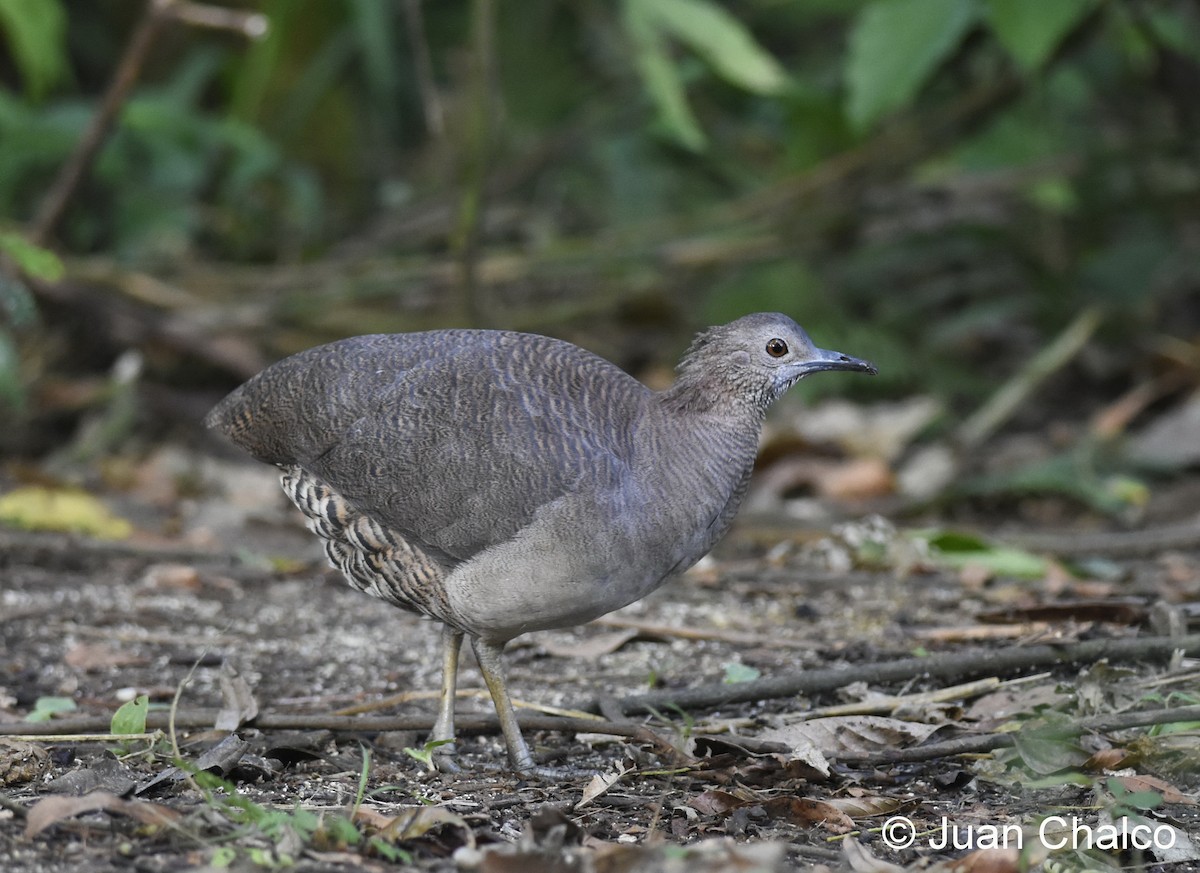 Undulated Tinamou - ML114152581