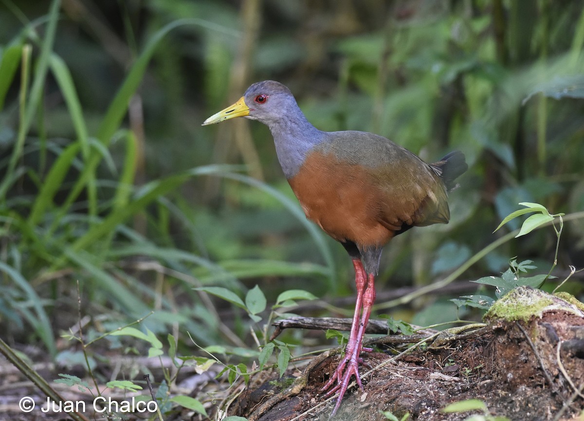 Gray-cowled Wood-Rail - ML114153141