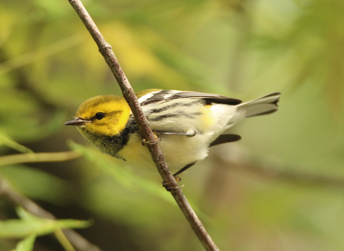 Black-throated Green Warbler - ML114157311