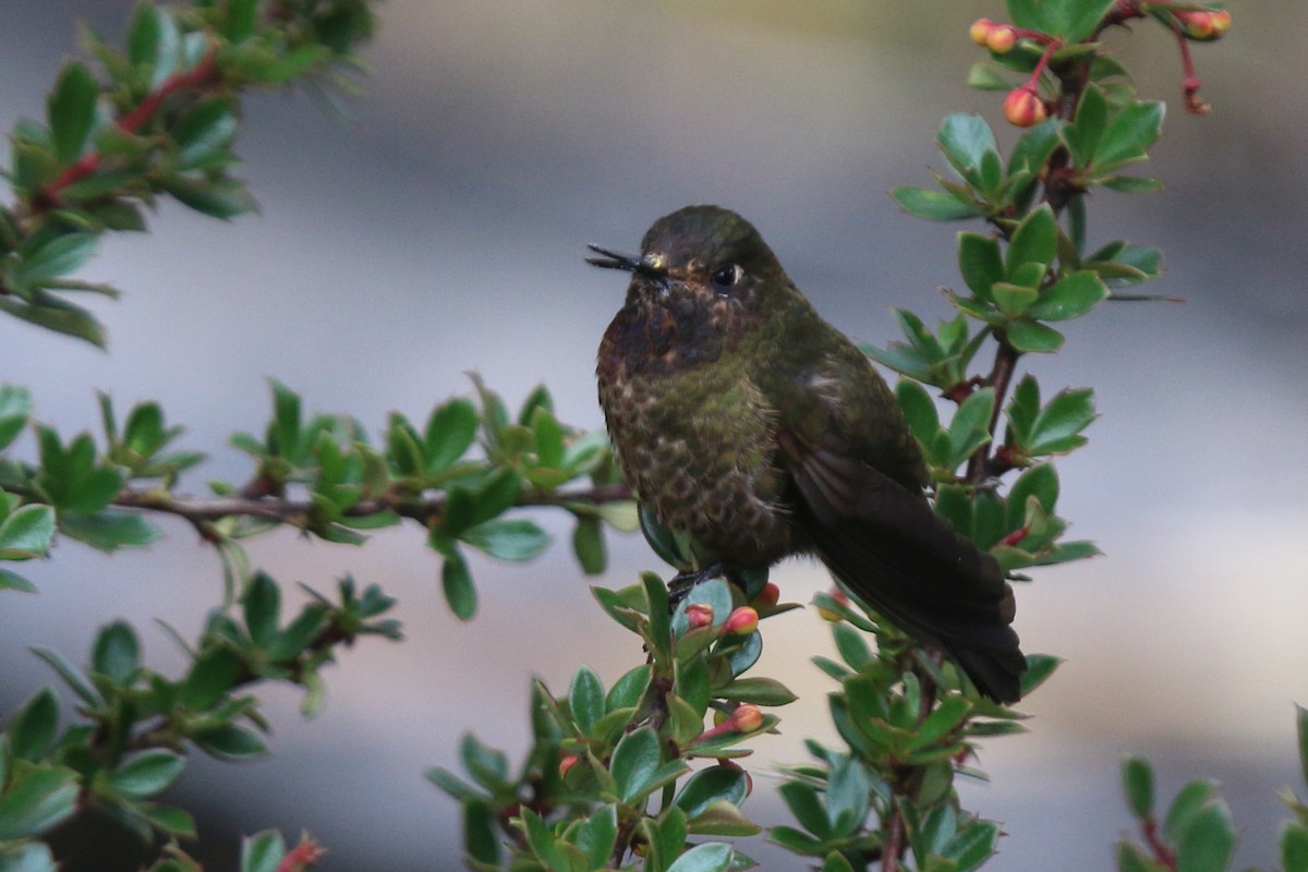 Violet-throated Metaltail - ML114159181