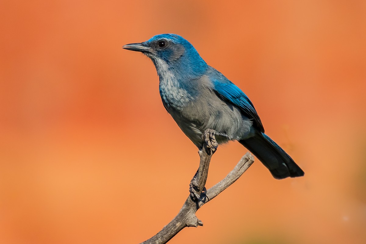 Woodhouse's Scrub-Jay - Melissa Hafting