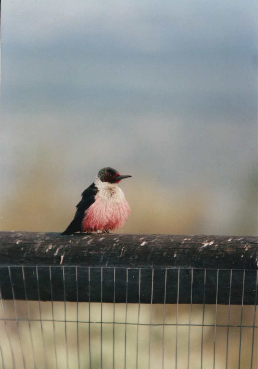 Lewis's Woodpecker - ML114161041