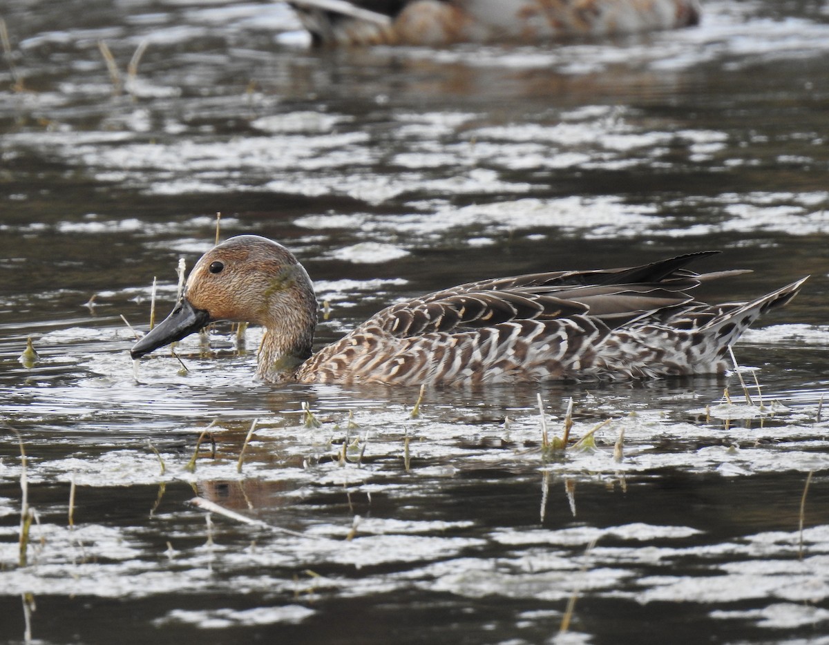 Northern Pintail - ML114161441