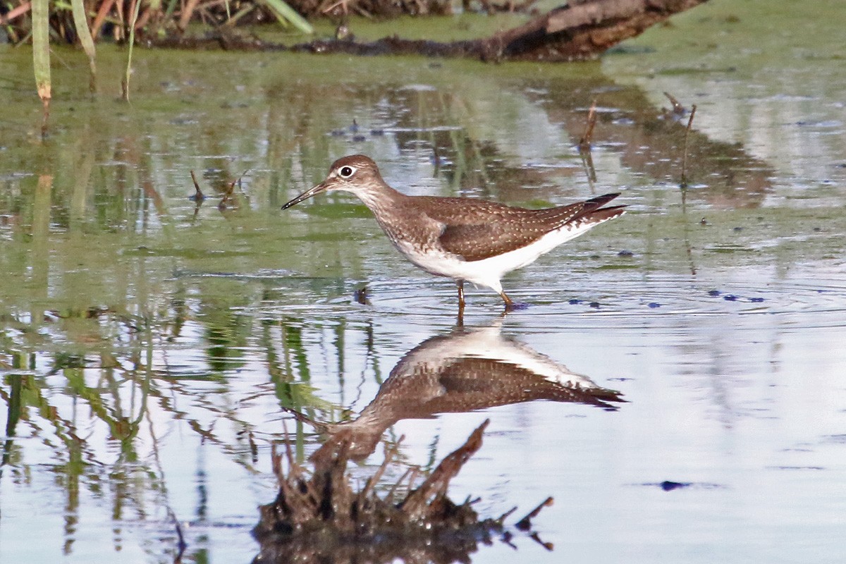 Solitary Sandpiper - ML114162551