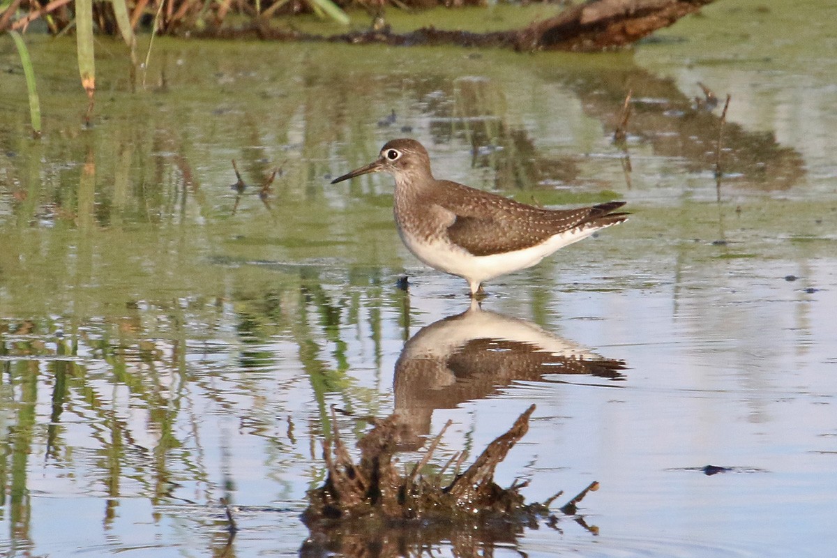 Solitary Sandpiper - ML114162561