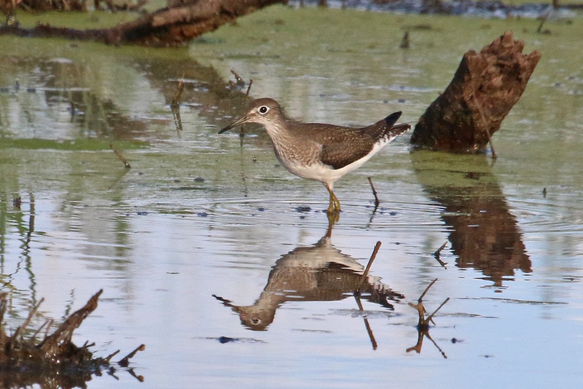 Solitary Sandpiper - ML114162571