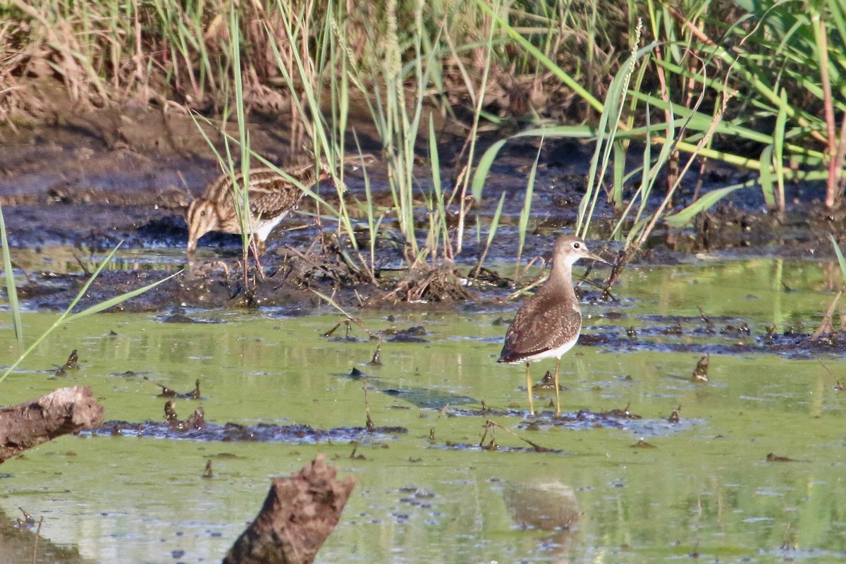 Solitary Sandpiper - ML114162581