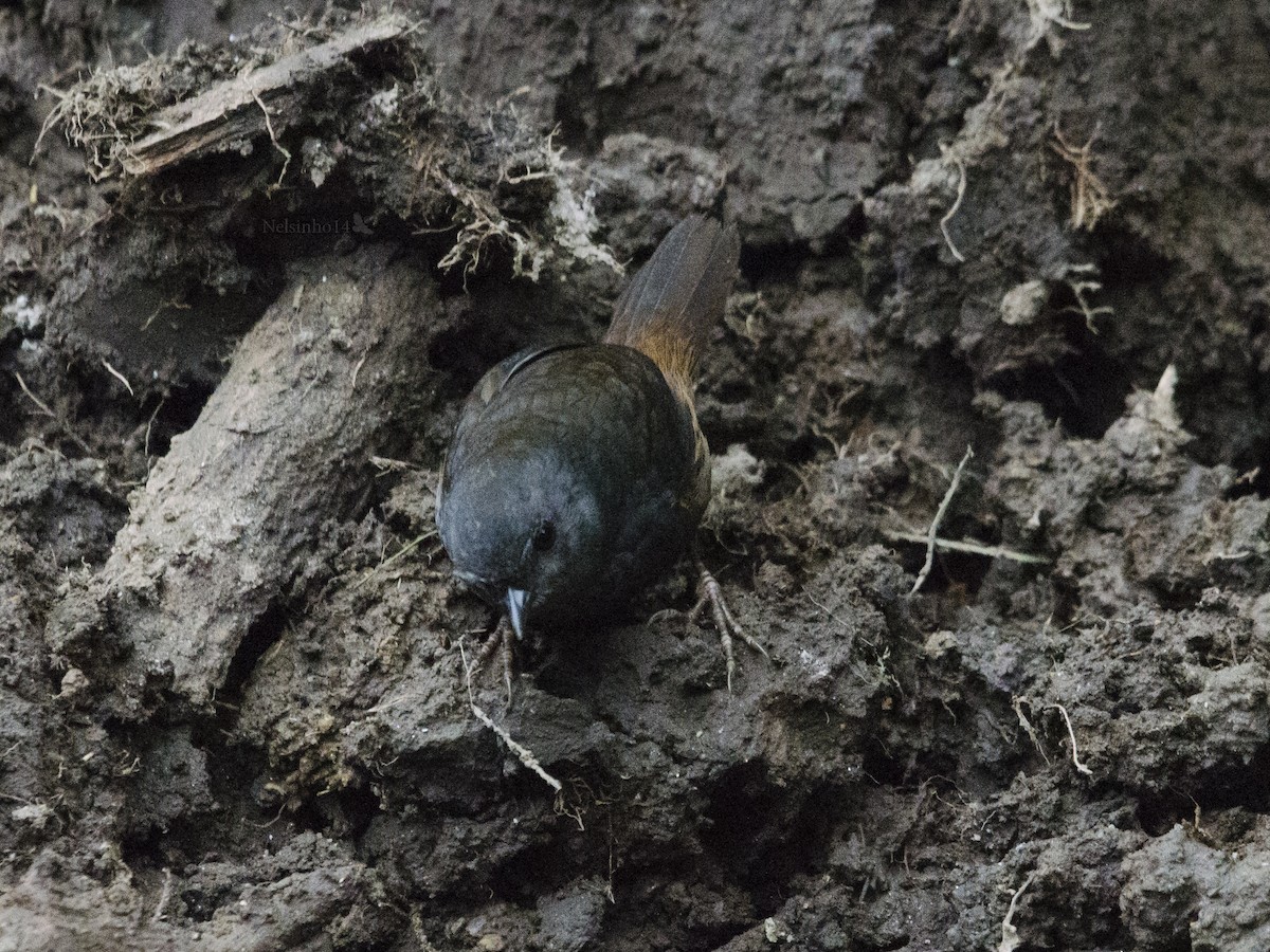 Chusquea Tapaculo - ML114164821