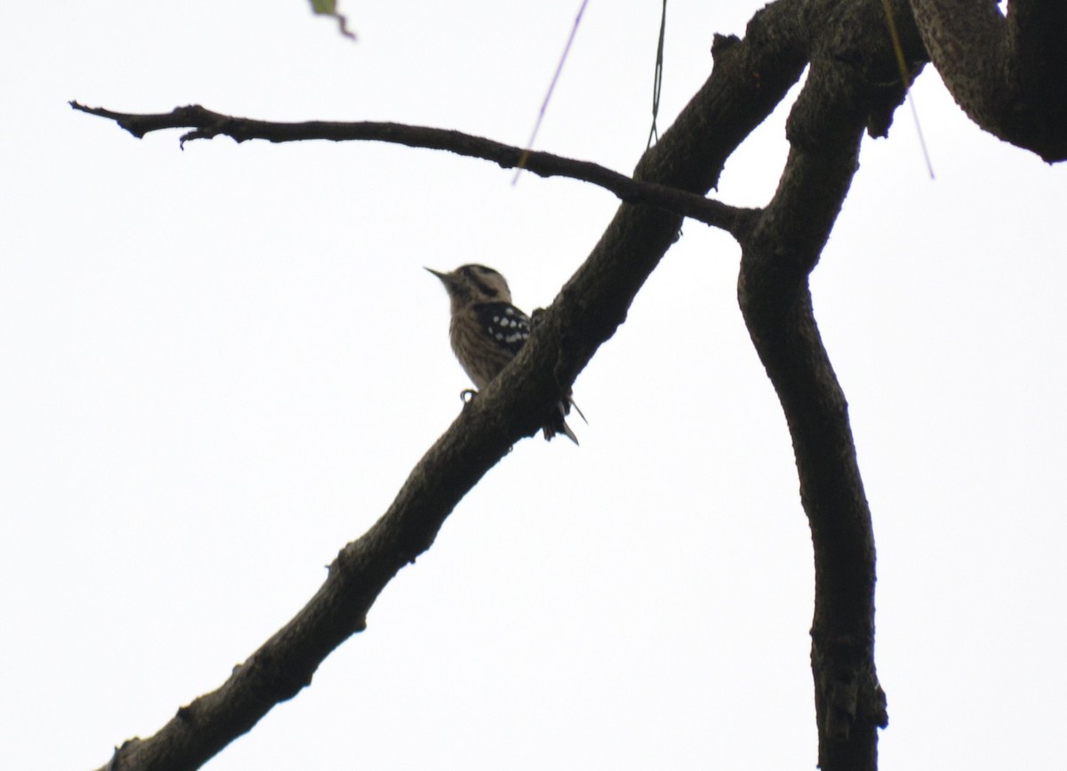 Gray-capped Pygmy Woodpecker - ML114166511