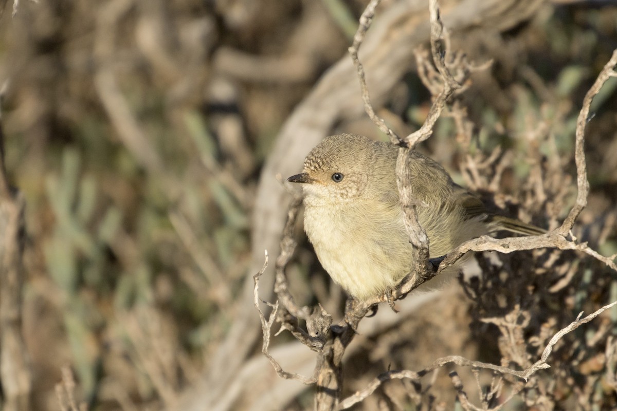 Slender-billed Thornbill - Leslie George