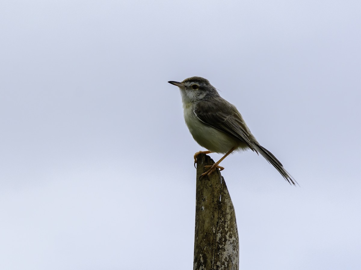 Plain Prinia - ML114170591