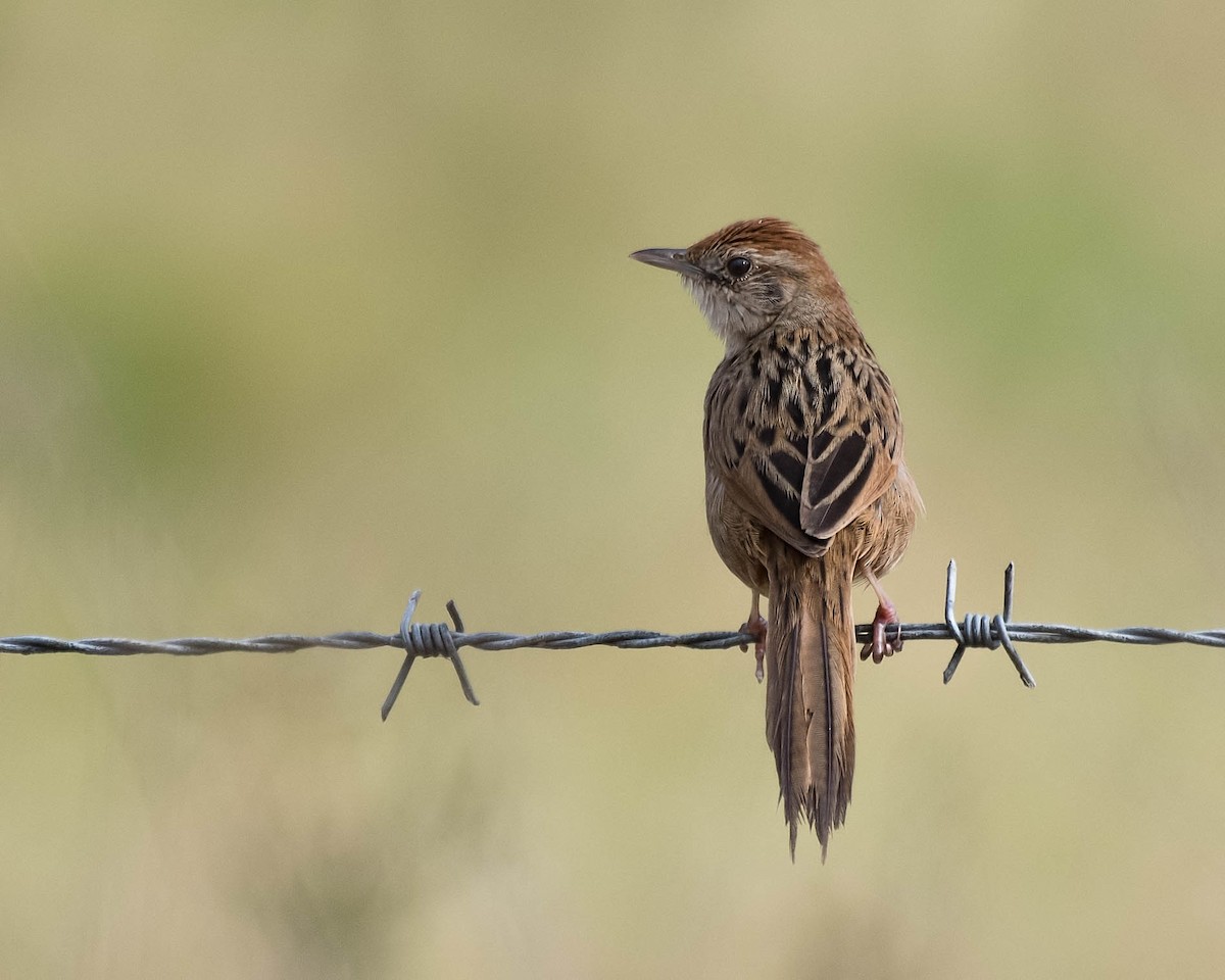 Tawny Grassbird - Terence Alexander