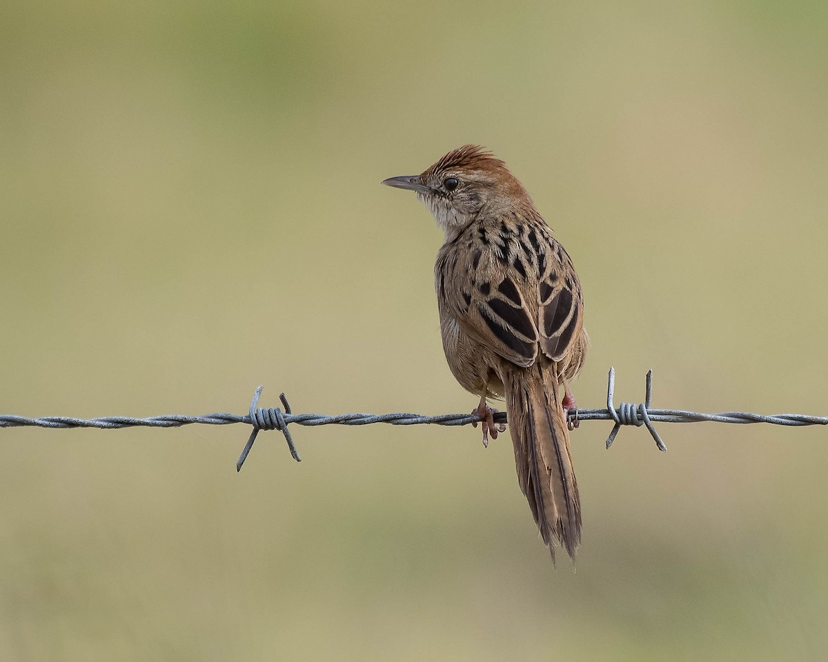 Tawny Grassbird - ML114170781