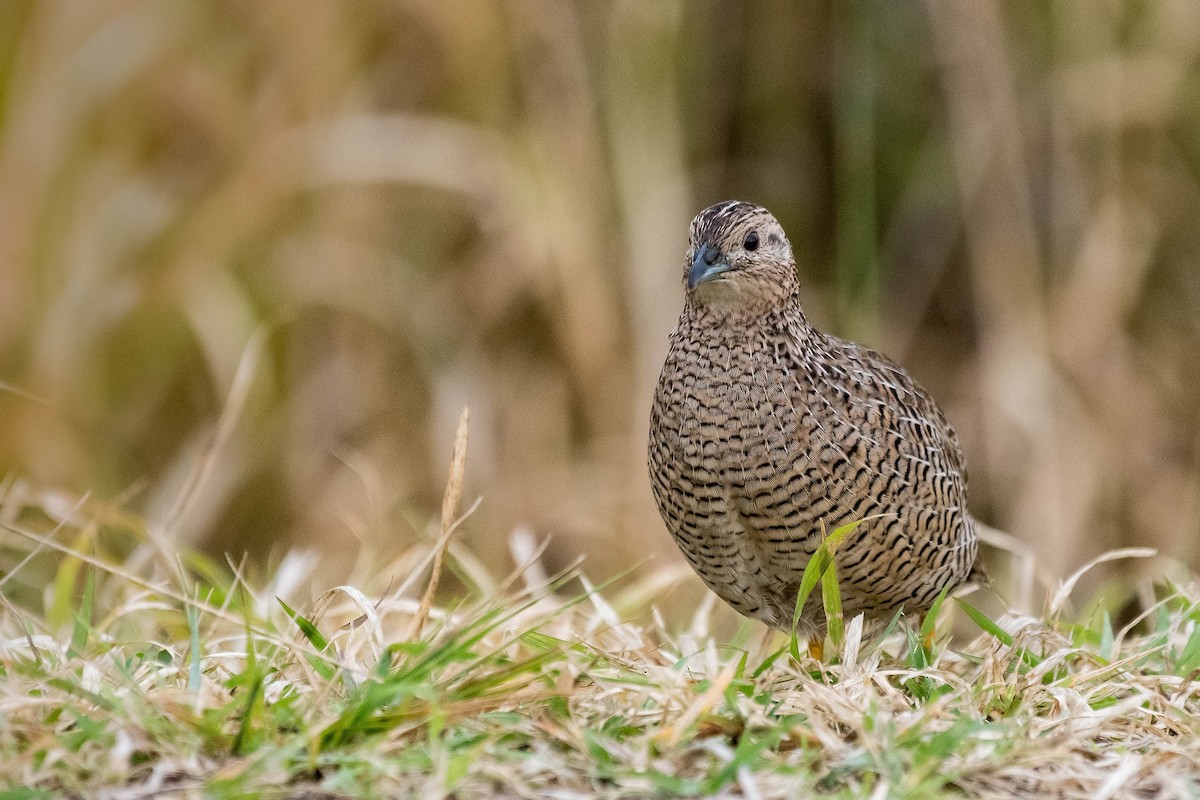 Brown Quail - ML114170921