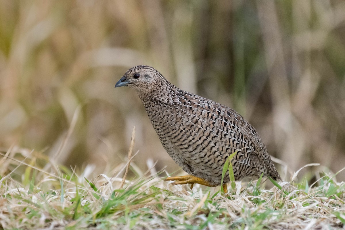 Brown Quail - ML114170931