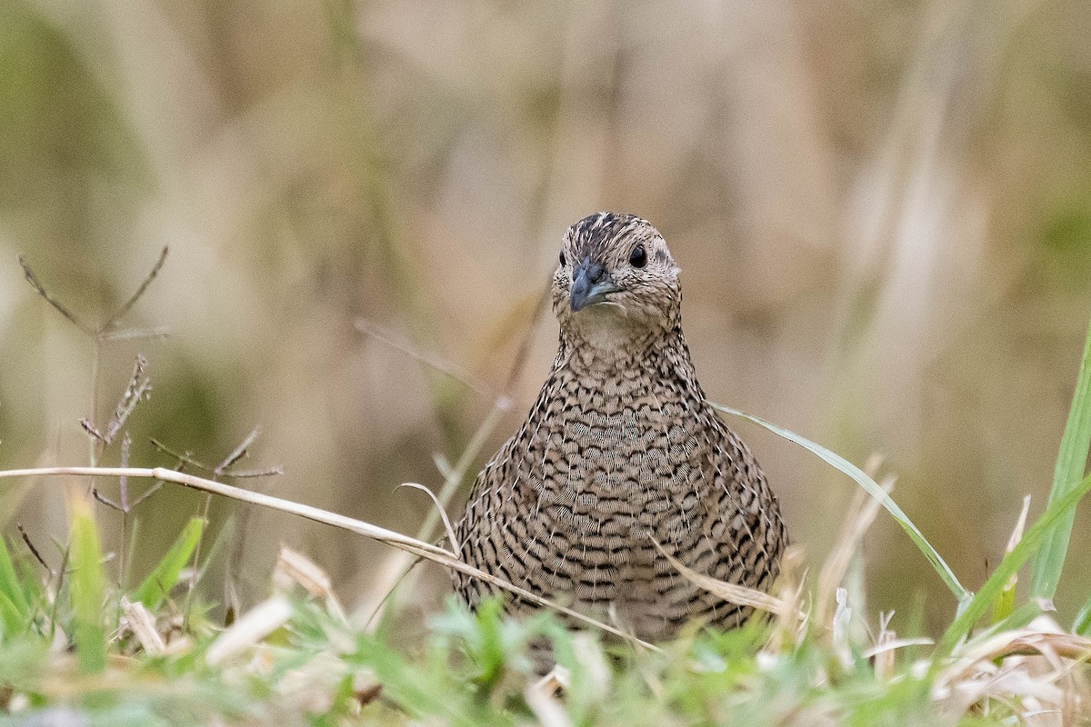 Brown Quail - ML114170961