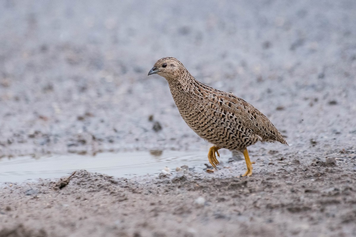 Brown Quail - ML114170971