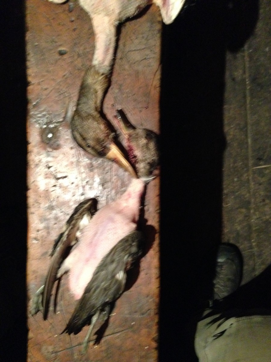 Green-winged Teal - ML114170981