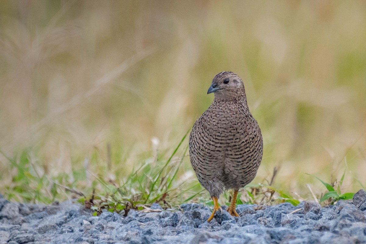 Brown Quail - ML114171081