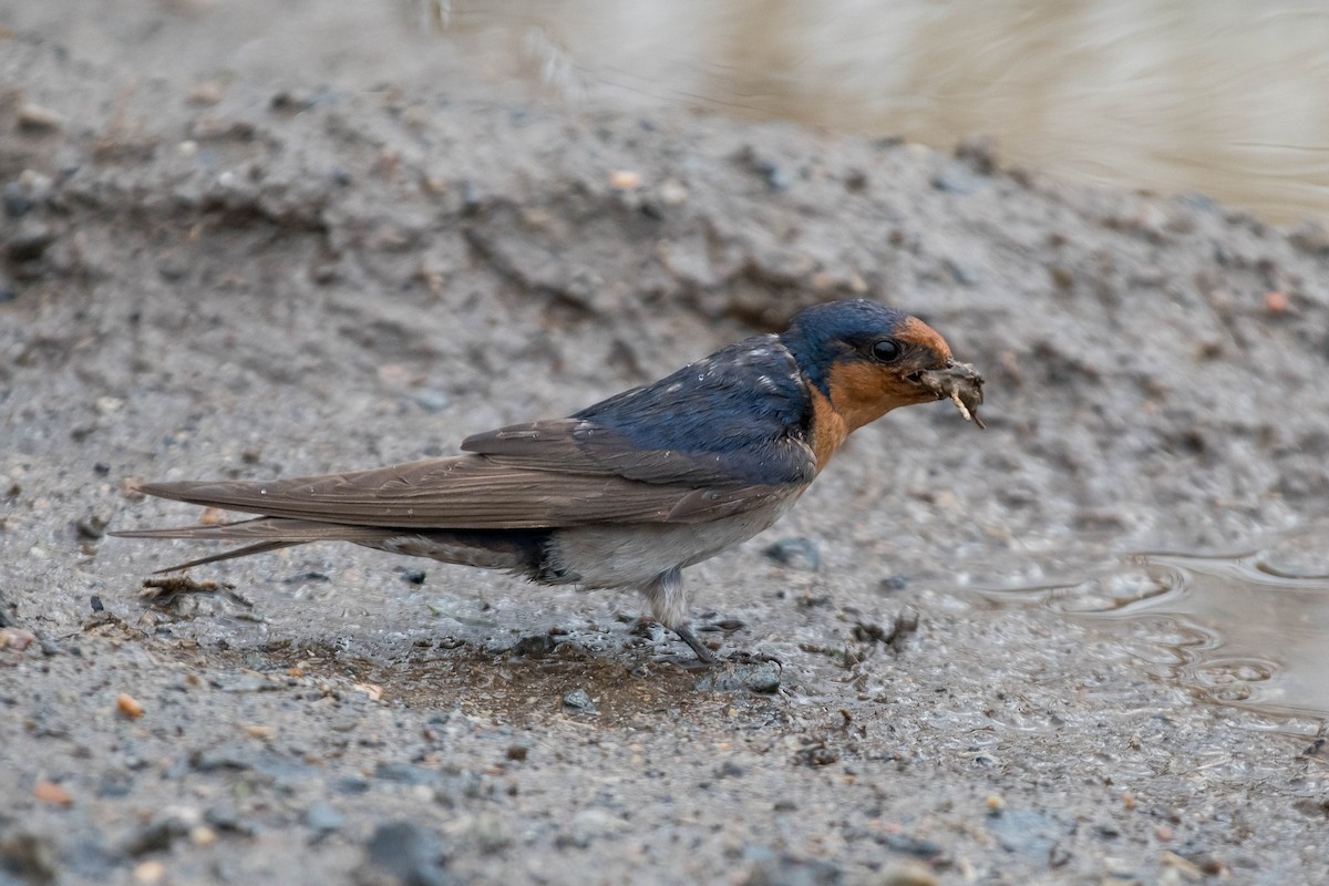 Golondrina Australiana - ML114171221