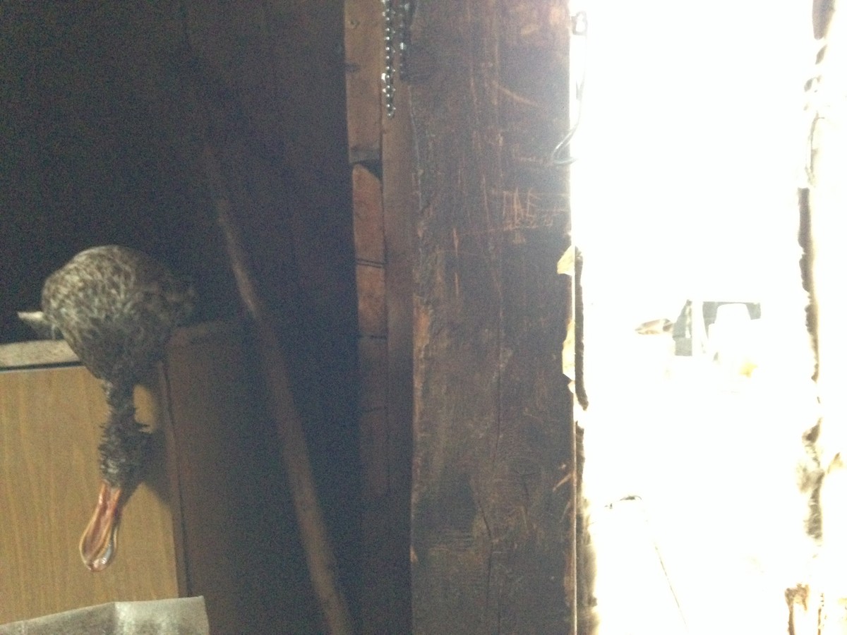 Northern Shoveler - ML114171231