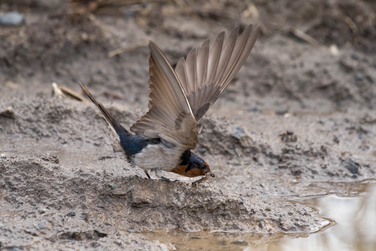 Golondrina Australiana - ML114171251