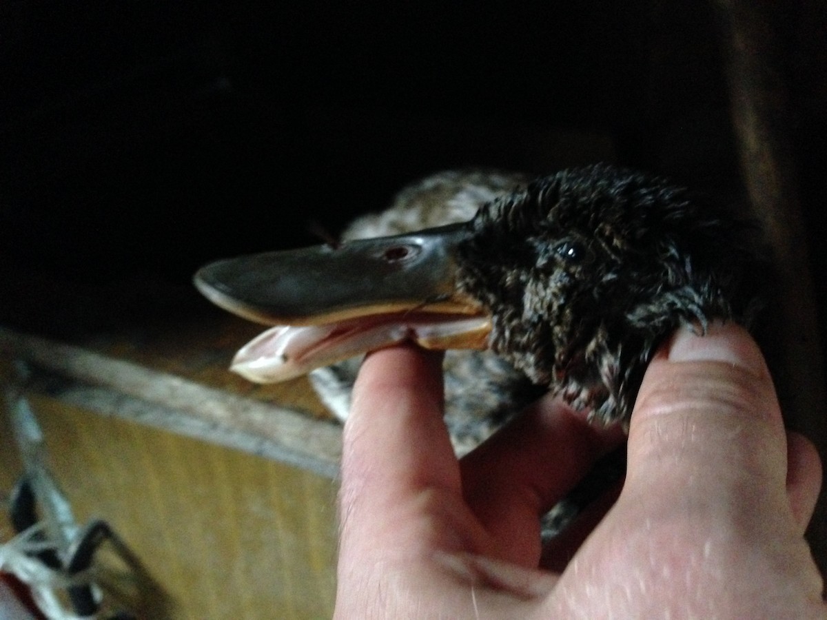 Northern Shoveler - ML114171311