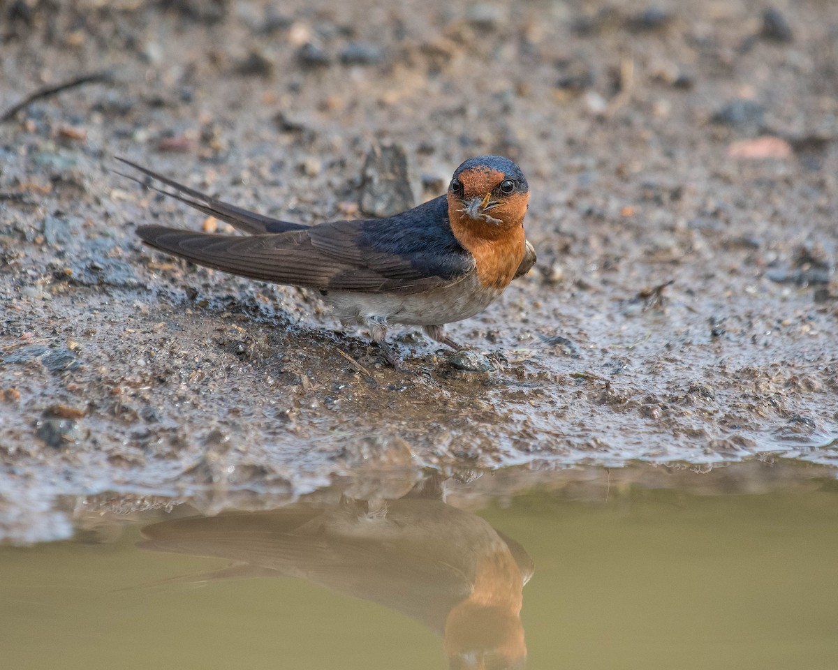 Golondrina Australiana - ML114171351