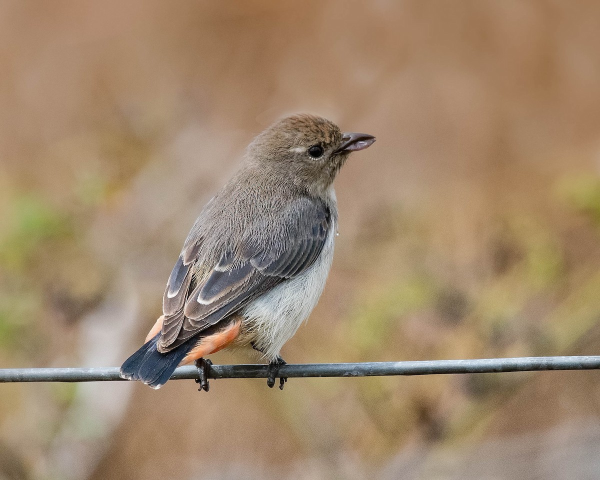 Picaflores Golondrina - ML114171371