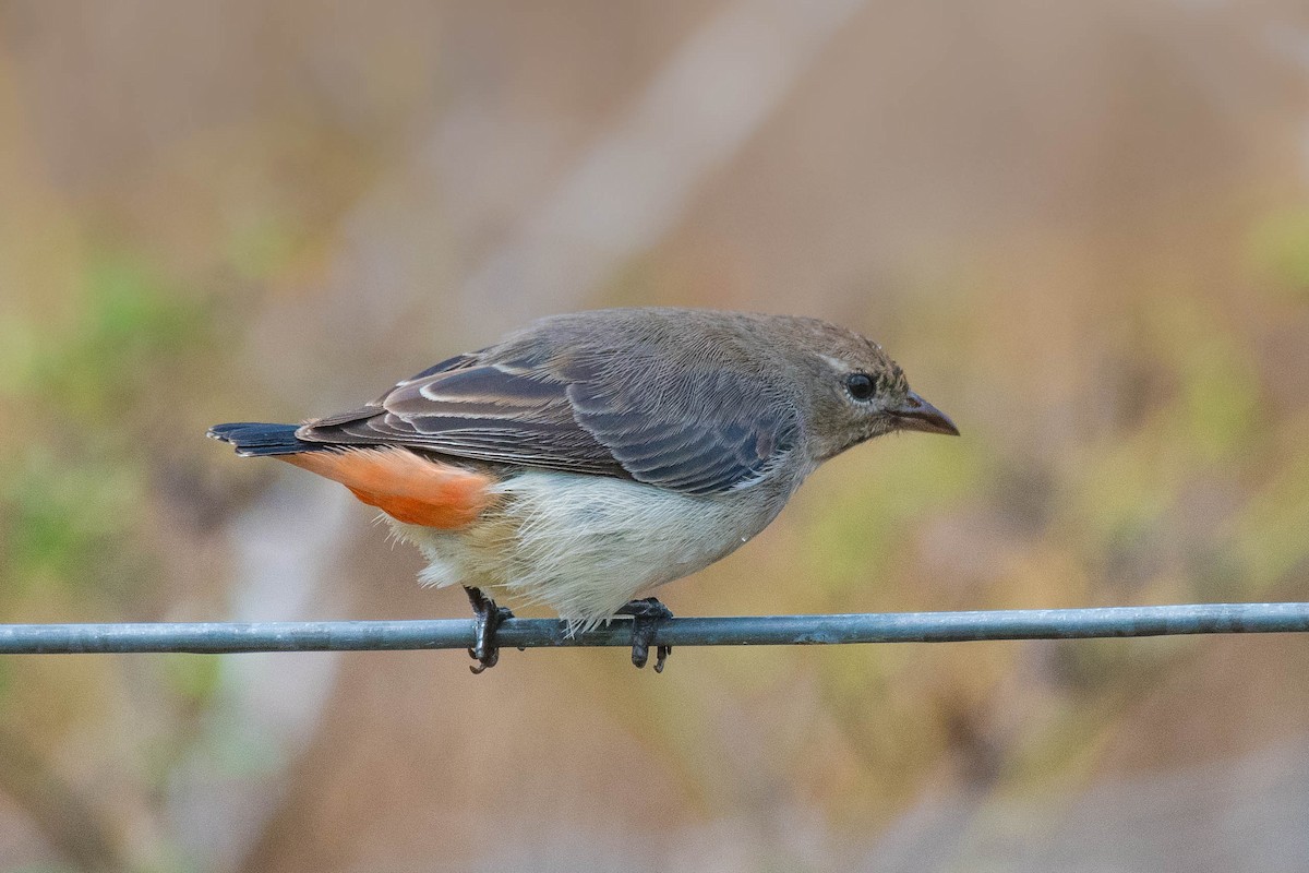 Mistletoebird - ML114171381