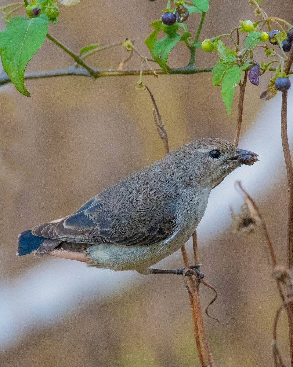 Picaflores Golondrina - ML114171441